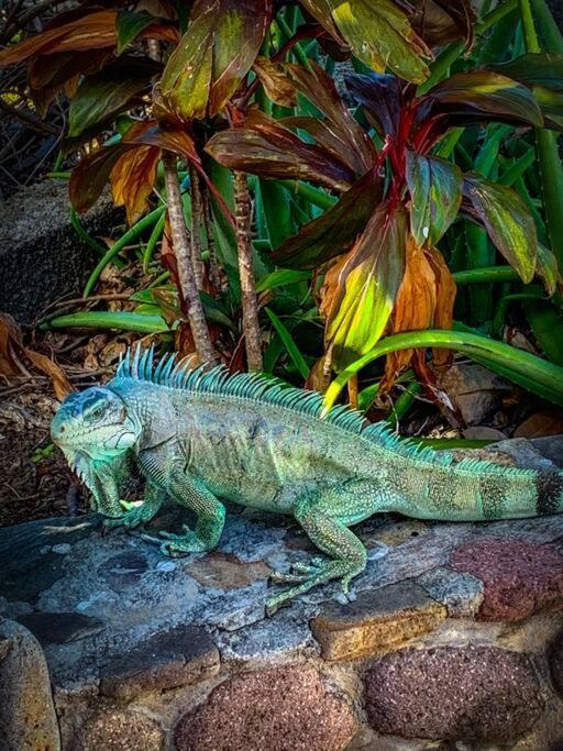 Villa Ker Iguane Terre De Haut Les Saintes Eksteriør billede
